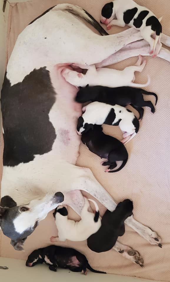 Blancmange - Portée - née le 19.Juillet 2018 -  Puppies Born 19.07.18